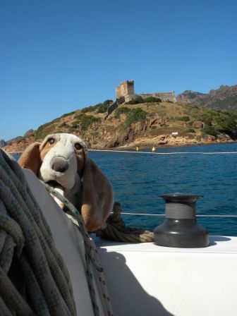 Chien à Girolata